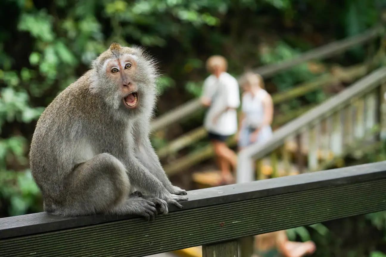 monkey-forest.webp