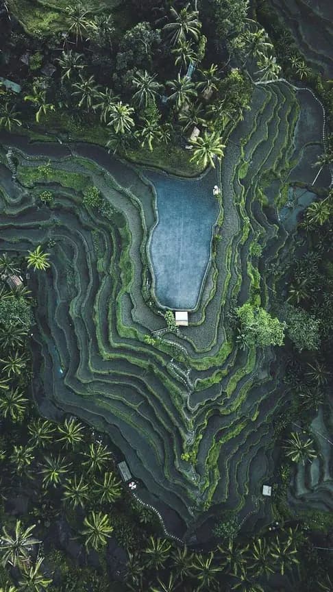 tegallalang-bali-indonesia.webp